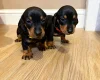 Dachshund (Miniature Smooth Haired)