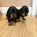 Dachshund (Miniature Smooth Haired)