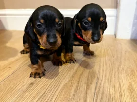 Dachshund (Miniature Smooth Haired)