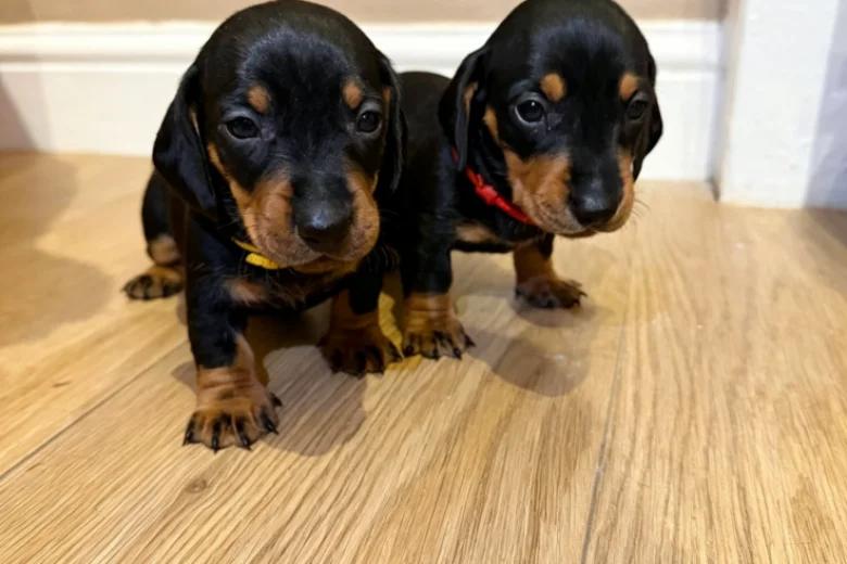 Dachshund (Miniature Smooth Haired)