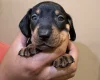 Dachshund (Miniature Smooth Haired)