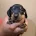 Dachshund (Miniature Smooth Haired)
