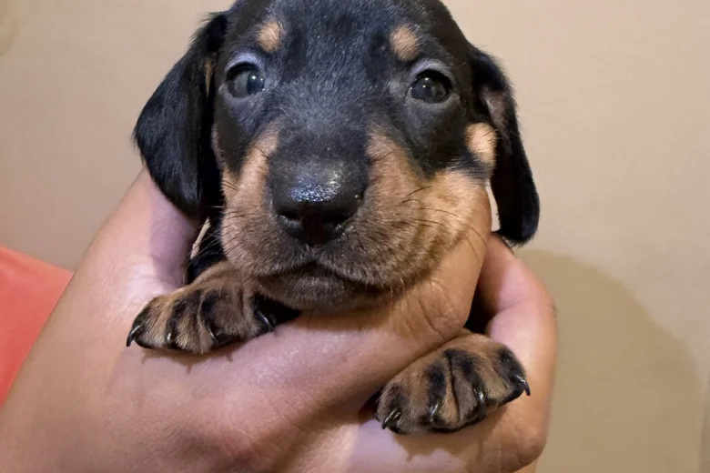 Dachshund (Miniature Smooth Haired)