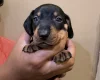 Dachshund (Miniature Smooth Haired)