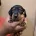 Dachshund (Miniature Smooth Haired)