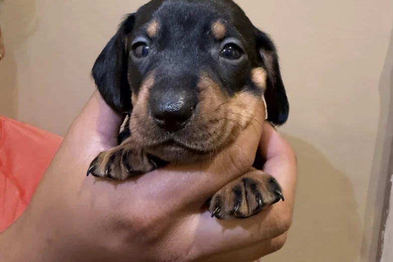 Dachshund (Miniature Smooth Haired)