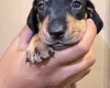 Dachshund (Miniature Smooth Haired)