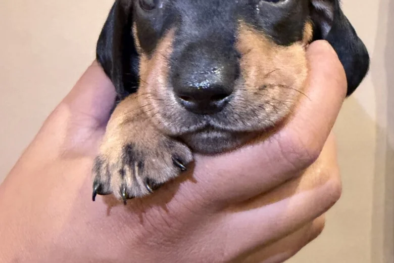 Dachshund (Miniature Smooth Haired)