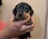 Dachshund (Miniature Smooth Haired)