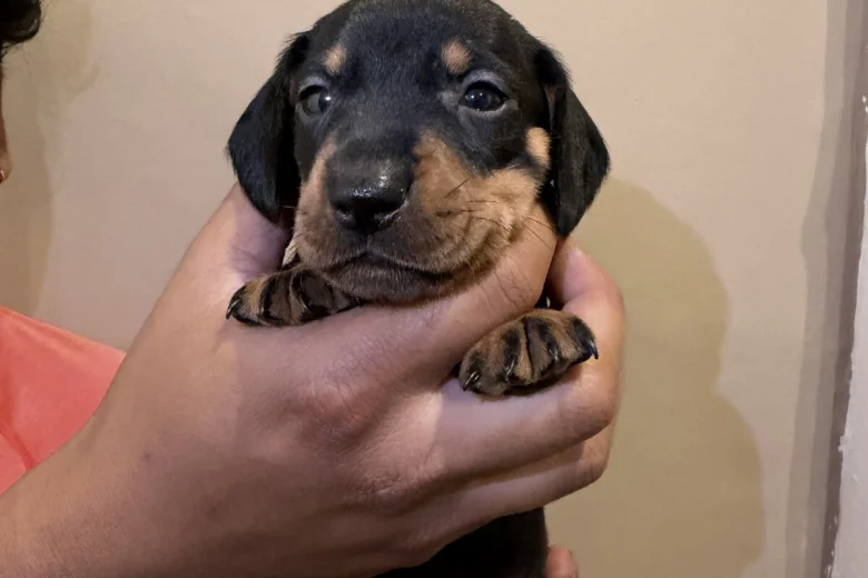 Dachshund (Miniature Smooth Haired)