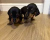 Dachshund (Miniature Smooth Haired)