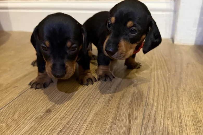 Dachshund (Miniature Smooth Haired)