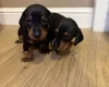 Dachshund (Miniature Smooth Haired)