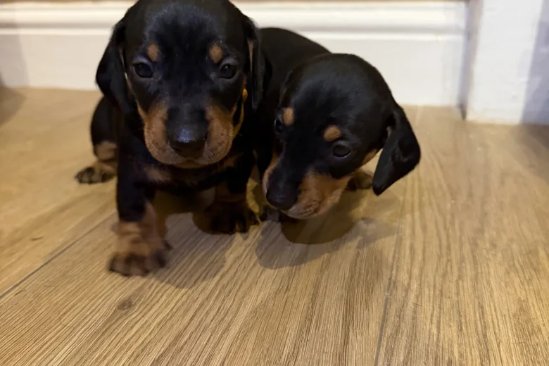 Dachshund (Miniature Smooth Haired)