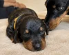 Dachshund (Miniature Smooth Haired)