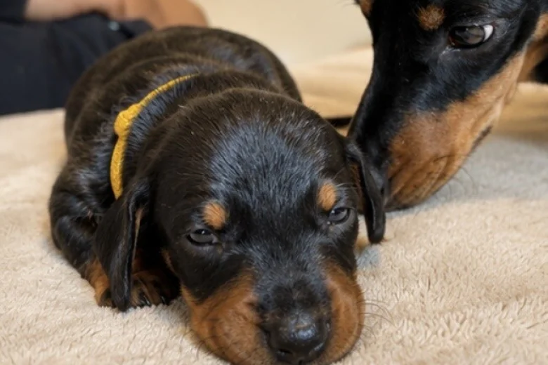 Dachshund (Miniature Smooth Haired)