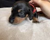 Dachshund (Miniature Smooth Haired)