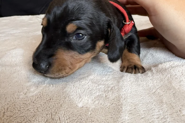 Dachshund (Miniature Smooth Haired)
