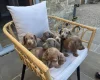 Dachshund (Miniature Smooth Haired)
