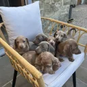 Dachshund (Miniature Smooth Haired)