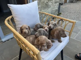 Dachshund (Miniature Smooth Haired)
