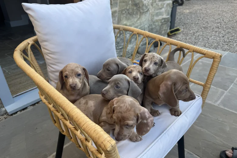 Dachshund (Miniature Smooth Haired)
