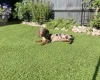 Dachshund (Miniature Smooth Haired)