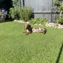 Dachshund (Miniature Smooth Haired)