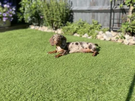 Dachshund (Miniature Smooth Haired)