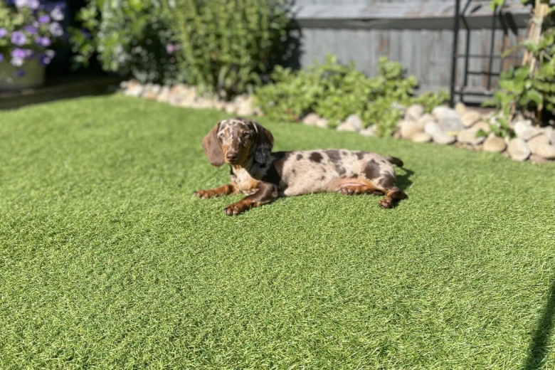 Dachshund (Miniature Smooth Haired)