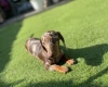 Dachshund (Miniature Smooth Haired)