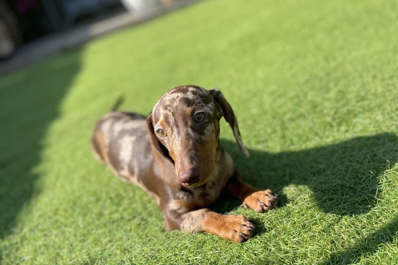 Dachshund (Miniature Smooth Haired)