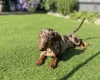 Dachshund (Miniature Smooth Haired)