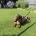 Dachshund (Miniature Smooth Haired)