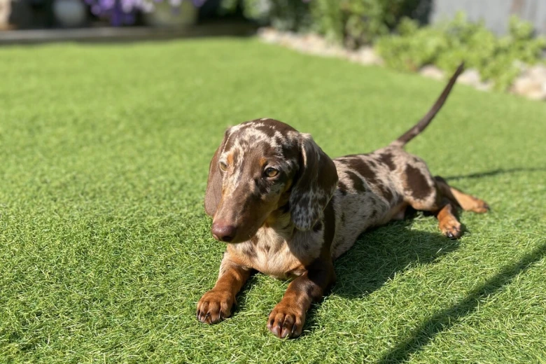 Dachshund (Miniature Smooth Haired)