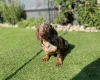 Dachshund (Miniature Smooth Haired)