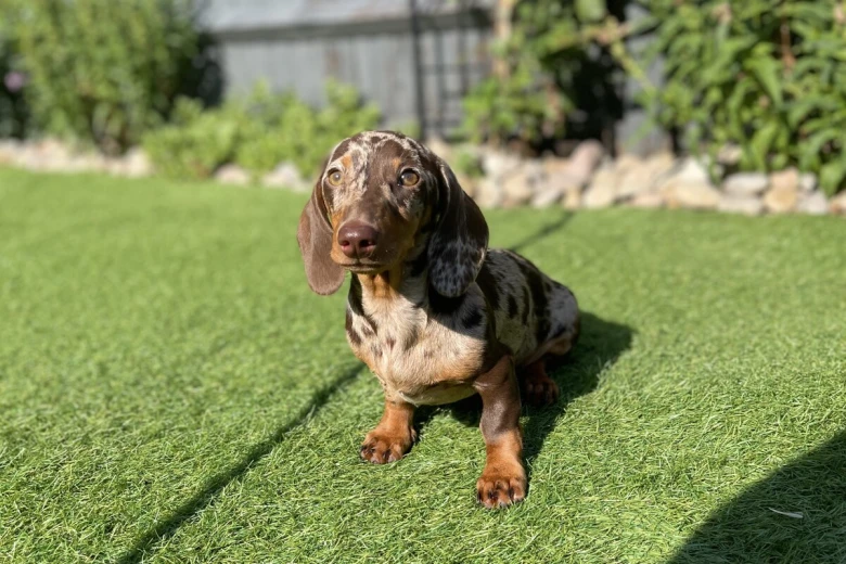 Dachshund (Miniature Smooth Haired)
