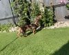 Dachshund (Miniature Smooth Haired)