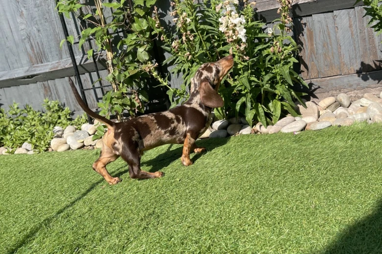 Dachshund (Miniature Smooth Haired)