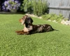 Dachshund (Miniature Smooth Haired)