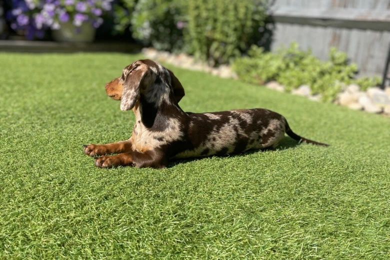 Dachshund (Miniature Smooth Haired)