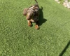 Dachshund (Miniature Smooth Haired)
