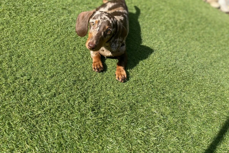 Dachshund (Miniature Smooth Haired)