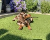 Dachshund (Miniature Smooth Haired)