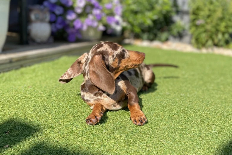 Dachshund (Miniature Smooth Haired)