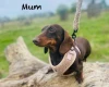 Dachshund (Miniature Smooth Haired)