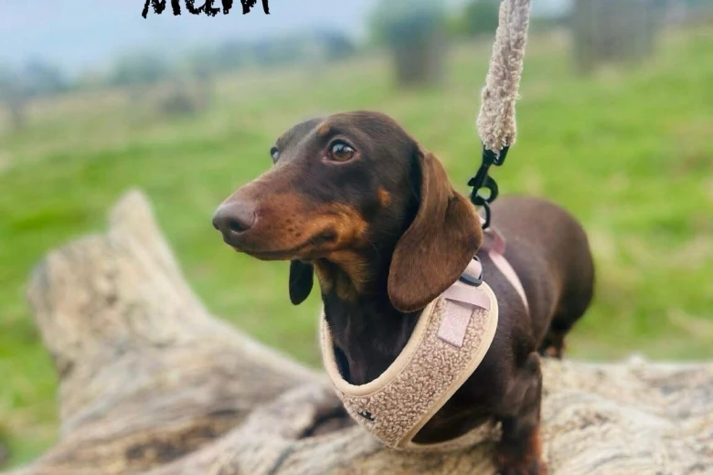 Dachshund (Miniature Smooth Haired)