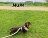 Dachshund (Miniature Smooth Haired)