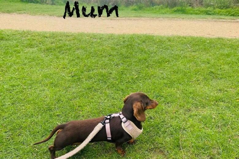 Dachshund (Miniature Smooth Haired)