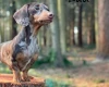 Dachshund (Miniature Smooth Haired)